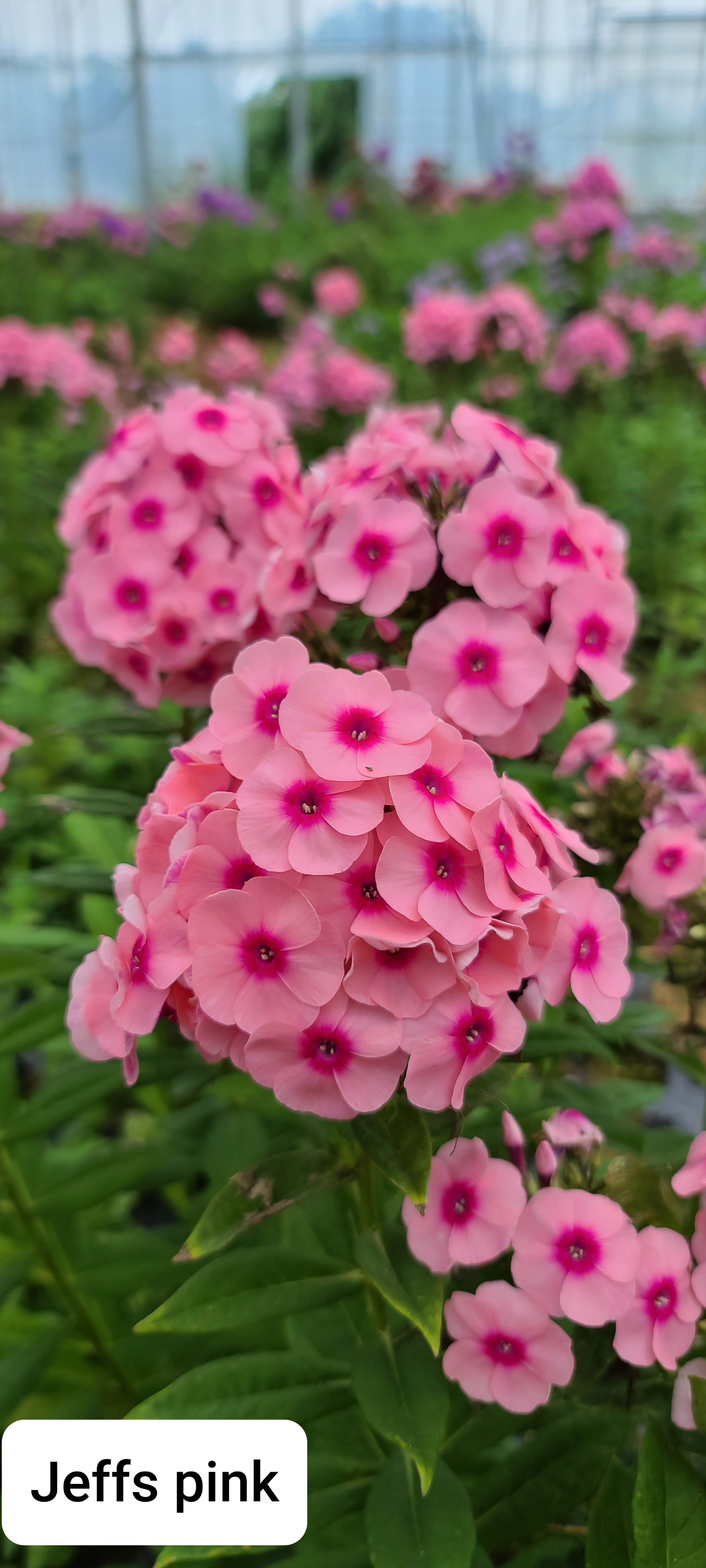 Phlox paniculata 'Jeff's Pink'